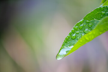 green leaf with water drops
