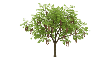 Isolate Carob Tree with Green Leaves and Pods on White Background