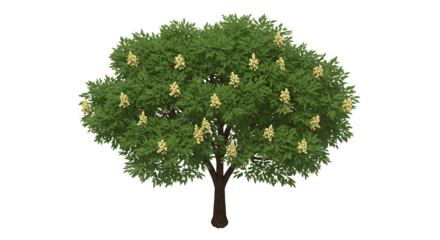Isolated Horse Chestnut Tree Illustration with Flowers on White Background