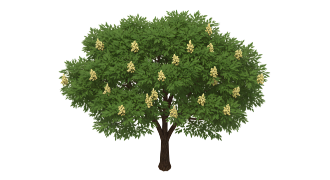 Isolated Horse Chestnut Tree Illustration with Flowers on White Background