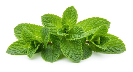 Fresh green mint leaves arranged aesthetically, showcasing their rich texture and vibrant color. Perfect for culinary uses, beverages, or garnishes. Ideal for food photography or herbal themes.