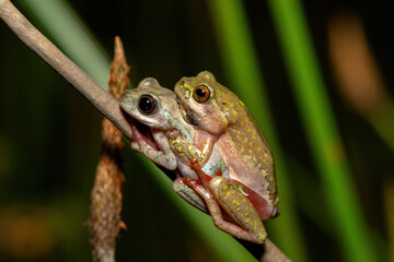 A cute painted reed frog (Hyperolius marmoratus marmoratus), also known as a marbled reed frog, in amplexus 