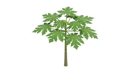 Isolated Papaya Tree Sapling with Green Leaves on White Background