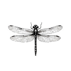 Dragonfly hovering minimalist flat illustration, featuring a clean design isolated on a white background.

