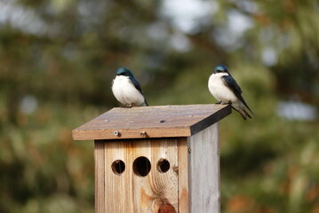 Tree Swallows enjoy the morning in Newport, Oregon