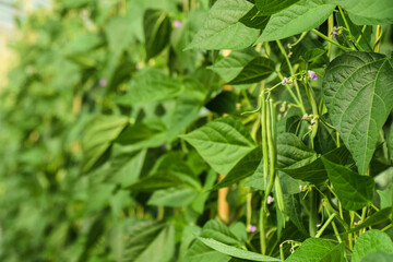 bean, plant, green, green beans, beans, leaf, agriculture, garden, flower, closeup, food, vegetable, nature, fresh, organic, growth, growing, farming, seed, farm, crop, leaves, gardening, grow, branch