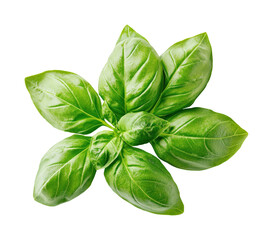 Harvesting fresh basil leaves in a kitchen garden isolated on transparent background, png