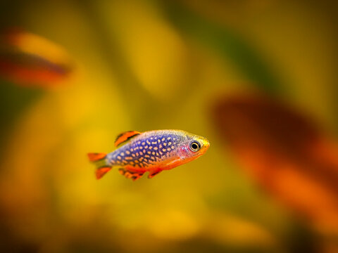 microrasbora galaxy, galaxy rasbora freshwater fish is often as often referred as pearl danio margaritatus, rasbora galaxy or celestial pearl danio in nature aquarium. macro aquascaping photography