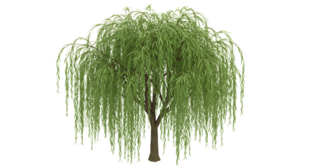 Isolated Weeping Willow Tree with Green Leaves on White Background