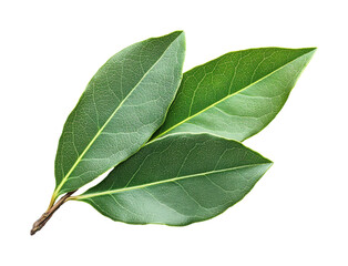Obraz premium Harvesting fresh bay leaves for culinary delights isolated on transparent background, png