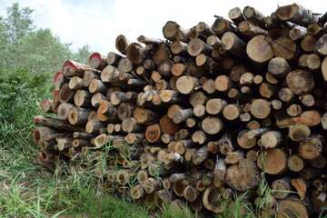 切り出された広葉樹の丸太