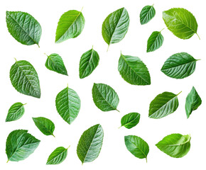 Exploring leaf varieties nature botanical outdoors isolated on transparent background, png