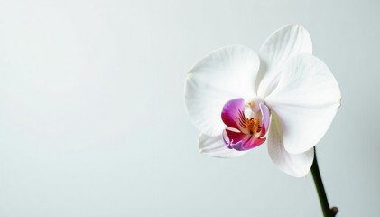 Obraz premium Delicate white orchid blossom against pure white backdrop, blossom, image