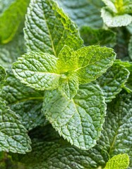 Fresh Mint Sprig Floating Apart with Cool Green Leaves and Delicate Fragrance