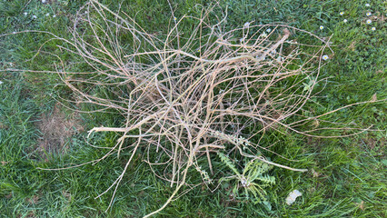 Pile of dry tangled plant stems lying on green grass in garden during spring cleanup, natural yard waste or gardening maintenance concept