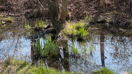 Shallow woodland swamp with tree trunks, spring grass, and water reflections in a quiet forest setting, natural wetland ecosystem in early seasonal growth