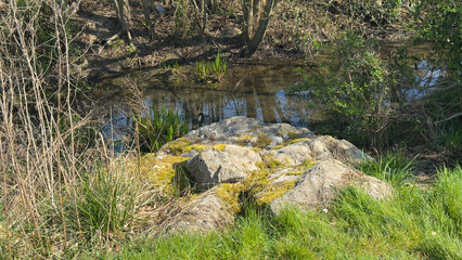 Large moss-covered rocks on grassy bank beside a shallow forest stream with spring vegetation and tree reflections, peaceful natural scene in woodland