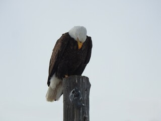 Bald  Eagle