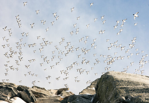 common murre birds flying around the cliffs of Hornoya island in Norway