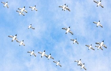 murre birds flying against blue sky