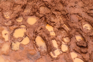 Muddy footprints filling with water on a dirt road in Iceland