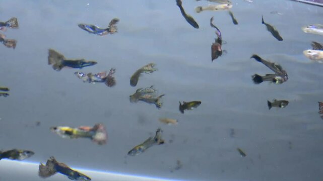 Snakehead fish. Channa pulchra is a species of snakehead fish in the family Channidae native to Myanmar.