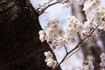 Close-up photo of white cherry blossoms in full bloom in spring from March to April