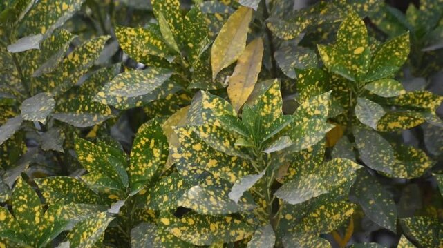 Close-up of glossy Japanese Aucuba leaves with vibrant green and yellow variegation.