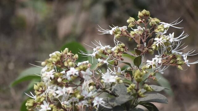 Delicate white Bhaat flowers blooming on Clerodendrum infortunatum plant.