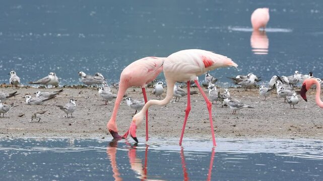 Flamingo birds at Lake Magadi in Ngorongoro crater , Tanzania.