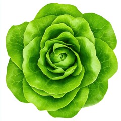 Obraz premium Fresh and crisp head of lettuce, perfect for salads and healthy meals. Its vibrant green leaves add a burst of color to any dish.