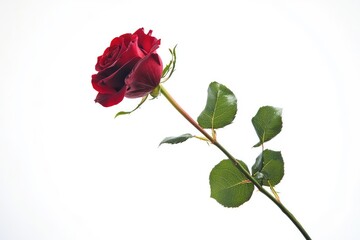 Fototapeta premium Single red rose with long stem on white background. AI generated illustration.