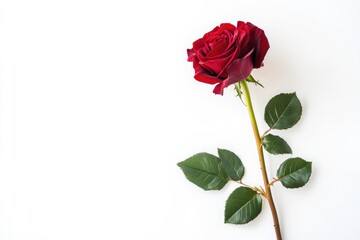 Fototapeta premium Single red rose with long stem on white background. AI generated illustration.
