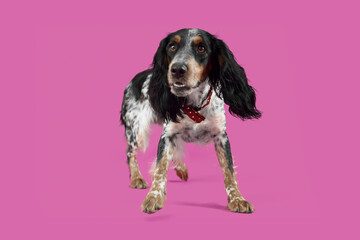 Cute cocker spaniel with bow tie on purple background