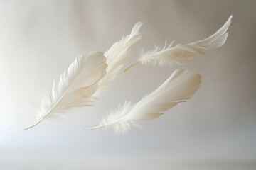 Obraz premium Floating Feathers against a Soft Backdrop 