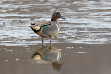 The green-winged teal (Anas carolinensis) or American teal is a common and widespread duck that breeds in the northern areas of North America.