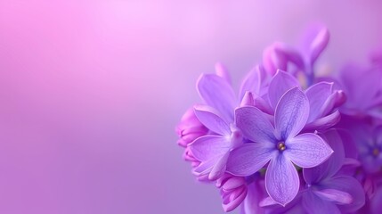Obraz premium A vibrant bunch of blooming violet lilac flowers creates a stunning spring backdrop, perfect for art and design lovers.
