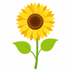 Single sunflower isolated on white background showcasing its bright yellow petals and green stem