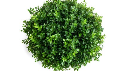 Obraz premium A spherical collection of lush green leaves on white background