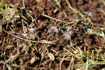 Mold-covered seeds in moist soil with tiny sprouts emerging, highlighting decomposition and fungal growth in a natural environment