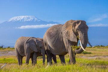 Elephant family under Kilimanjaro, Kenya, Amboseli © Leos