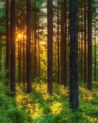 Morning Sunlight in Pine Forest with Blooming Lilies of the Valley