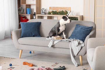 Naughty Staffordshire Terrier with torn Christmas gift box on sofa at home