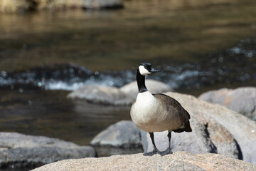 Canada Goose