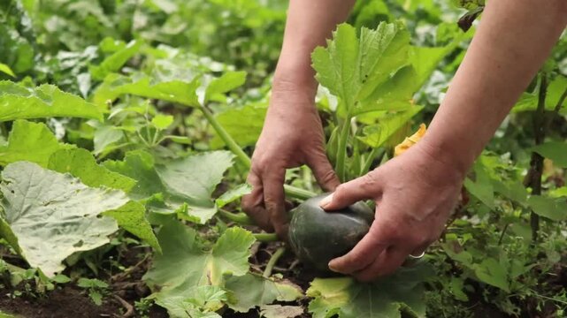 Weathered woman farmer hands picking deep green zucchini from lush garden plant, highlighting sustainable organic vegetable harvesting process