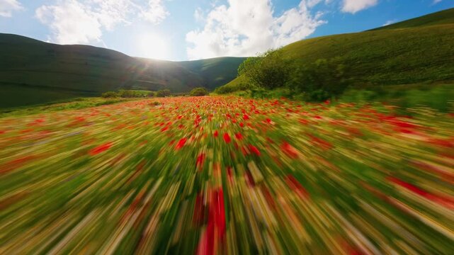 FPV Drone Flight Over Blooming Flower Fields in Castelluccio di Norcia, Italy &ndash; Scenic Aerial Nature Shot