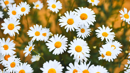 White daisies blooming across meadow, golden centers highlighting verdant landscape, embodying natural spring beauty and pastoral serenity