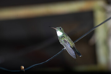 Hummingbird on a cable , in the yard