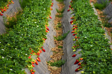 Strawberry field, Rows of fresh strawberries that are grown in greenhouses, Strawberry field with...