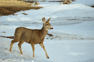 Youung Mule Deer